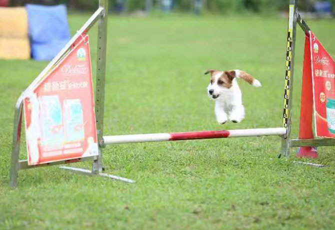 天津市北辰区杰克帕尔森梗犬宠物俱乐部队